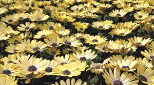 Happy Plants